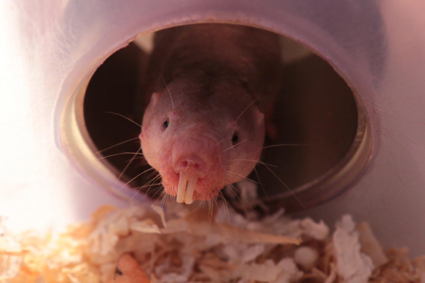 Breathe Easy: the Naked Mole-Rat's Secret to Surviving Oxygen Deprivation (5 of 12)