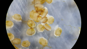One-month-old freshwater pearl mussel juveniles