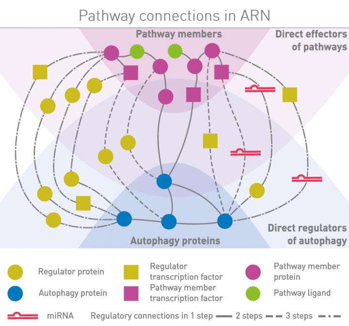 Autophagy