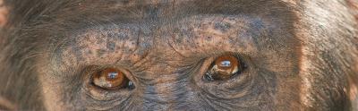 Common Chimpanzee (1 of 2)