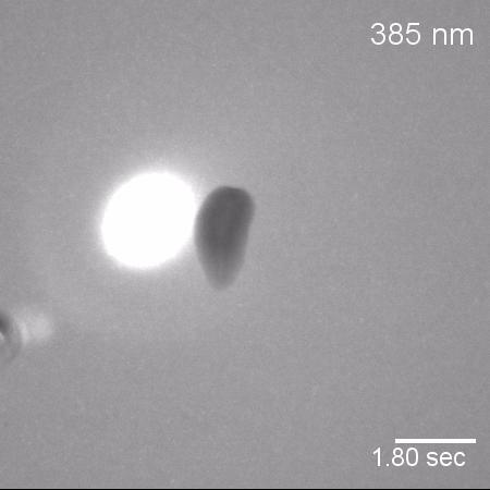What Can Headless Flatworms Teach Us About Vision? (1 of 9)