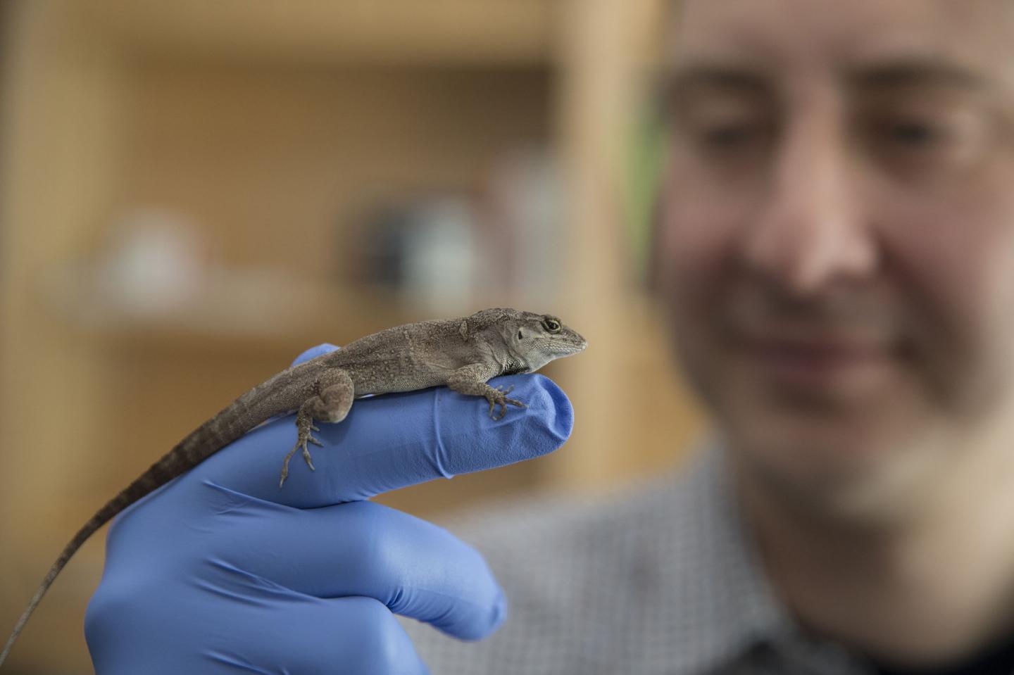 Robert Cox with Brown Anole Lizard