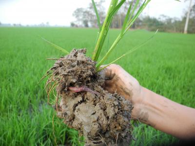 Riceworm