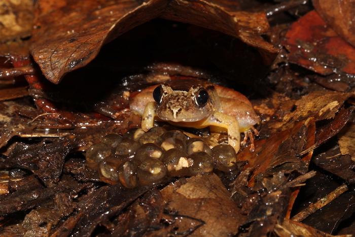 Father Guarding an Egg Clutch