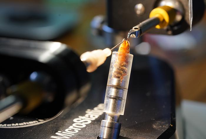 Honeybee insemination technology
