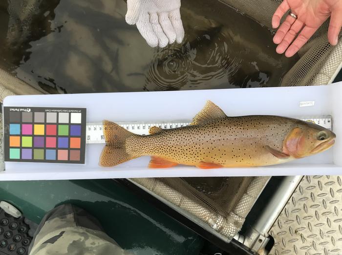 A Yellowstone trout handled by researchers