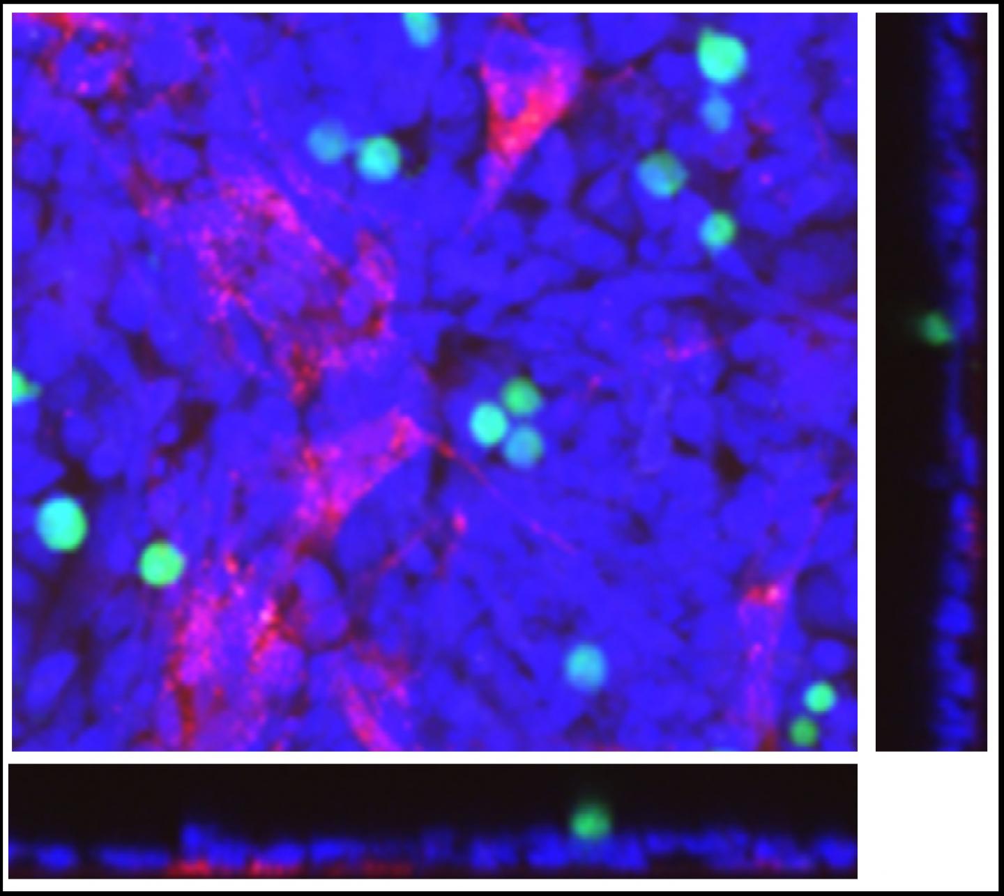 3-D Organotypic HTS Assay