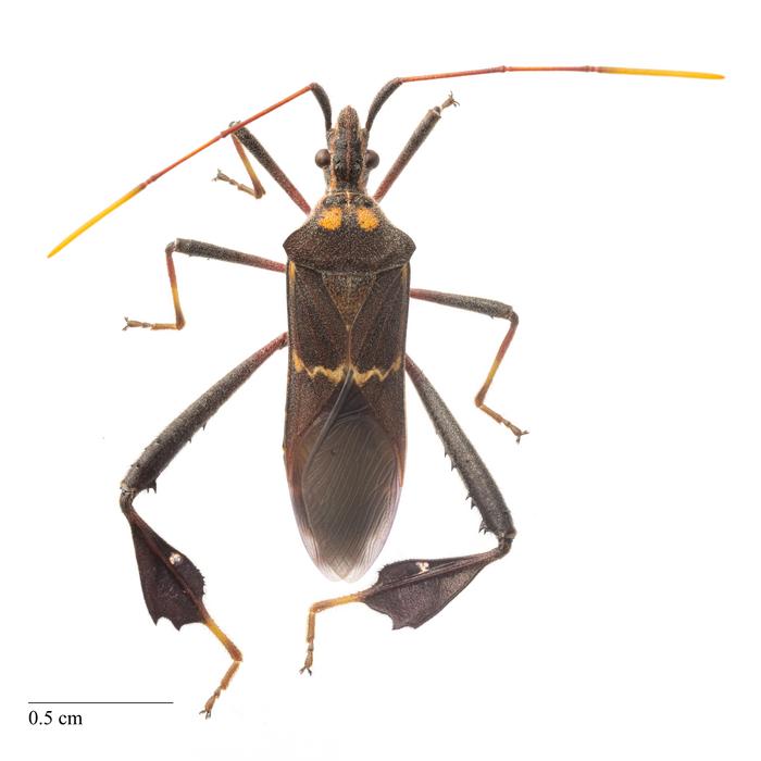 Leaffooted bug adult