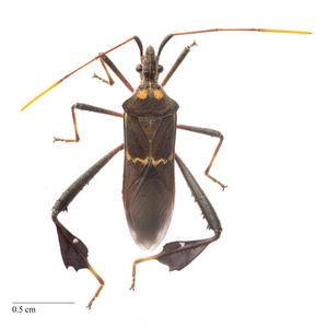 Leaffooted bug adult