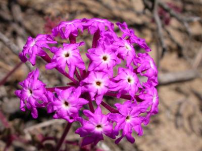 Eckert Dispersal Study -- Dune Plant