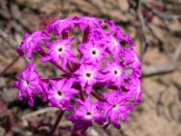 Eckert Dispersal Study -- Dune Plant