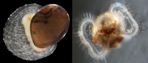 Deep-sea creatures’ epic migrations between hydrothermal vents