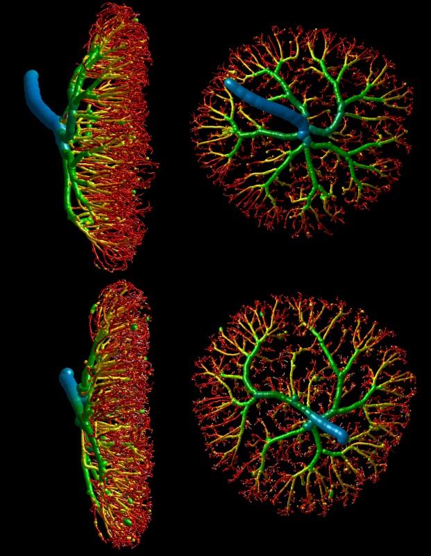 L-arginine Increases Placental Vascular Development and Improves Birth Outcomes