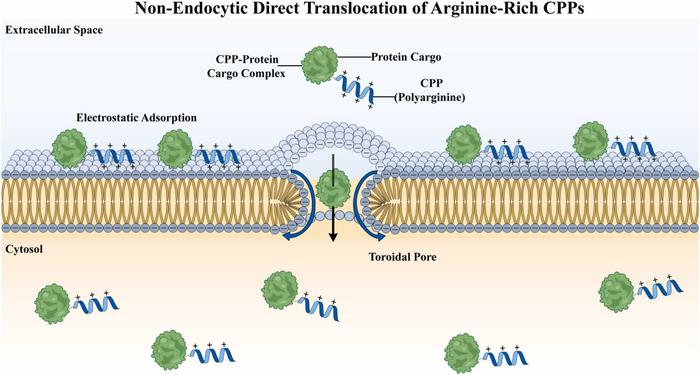 Mechanism of direct cytosolic delivery mediated by cell-penetrating peptides (CPPs)