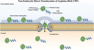 Mechanism of direct cytosolic delivery mediated by cell-penetrating peptides (CPPs)