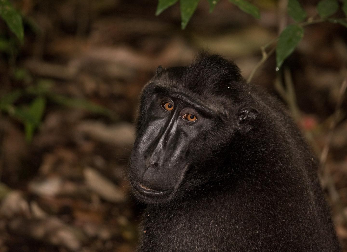 Human-driven Extinction of World's Primates Imminent but Preventable ...