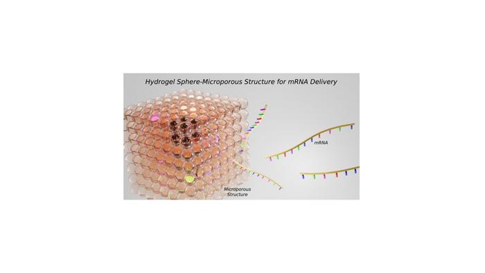 Hydrogel Spheres Compose a Microporous Structure for Localized mRNA Delivery