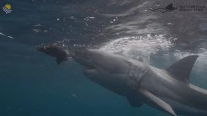 White shark