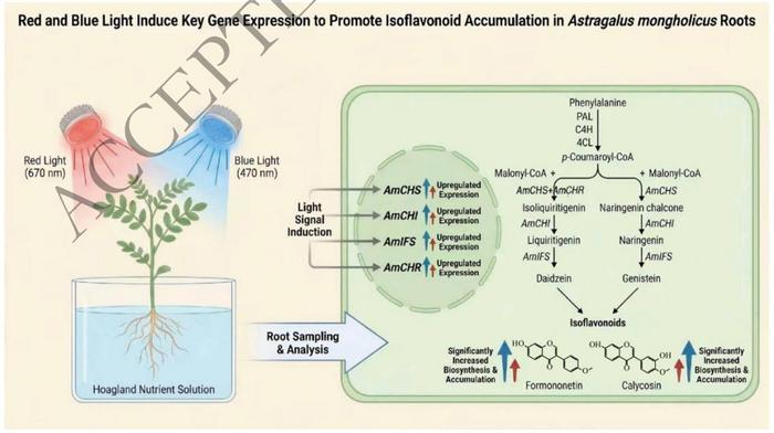 A working model illustrating how red and blue light promote isoflavonoid biosynthesis in the roots of A. mongholicus.