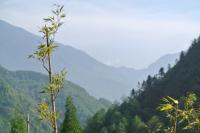 Forests and Bamboo