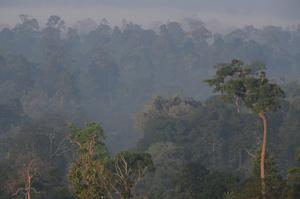 Morning mists over Indonesian forest