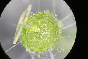 micronutrient delivery 2
