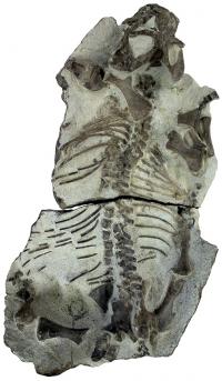 <em>Lystrosaurus</em> from Katberg Formation