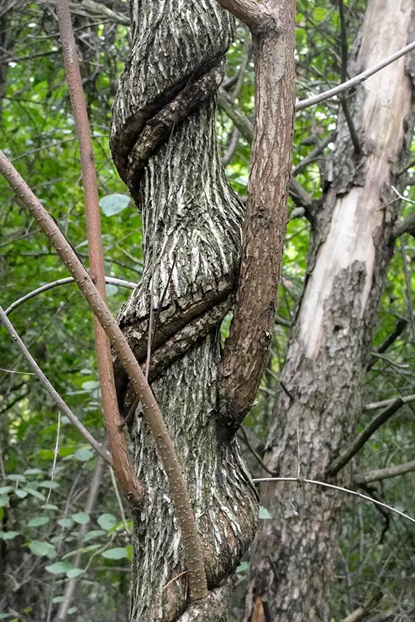 Girdled Tree