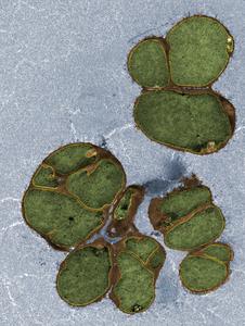 B. subtilis when wall teichoic acids are depleted