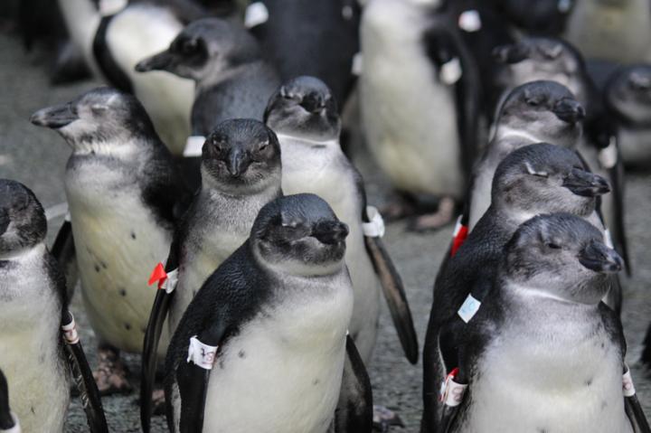 Juvenile African Penguins