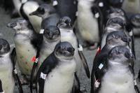 Juvenile African Penguins