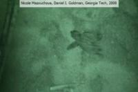 Loggerhead Sea Turtle Hatchling Locomotion (1 of 2)