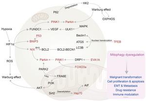 The regulatory mechanisms of mitophagy in breast cancer