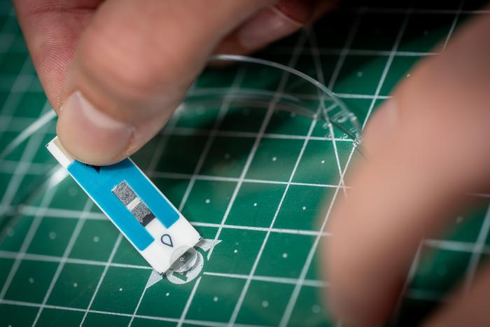 The sensor strip is treated with a sample