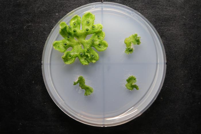 250525-Fukaki-RLF-Liverwort