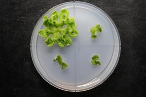 250525-Fukaki-RLF-Liverwort