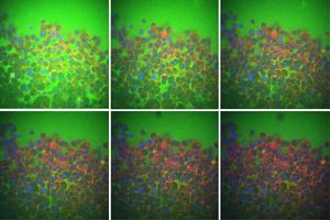 Cell Water