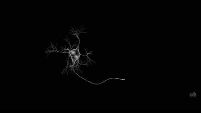 Salk Scientists Discuss Latest Epigenetic Results