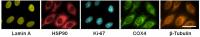 HeLa Staining
