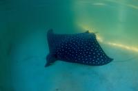 The whitespotted eagle ray (Aetobatus narinari)