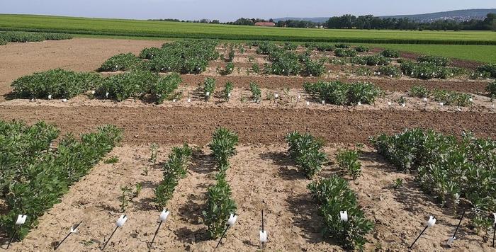 Faba bean