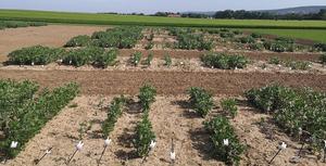 Faba bean