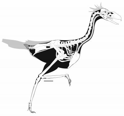 Skeleton of <i>Llallawavis scagliai</i>