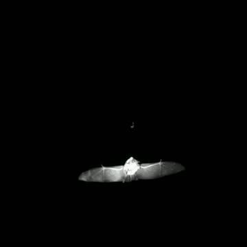 Long-Eared Bat Maneuvering Flight