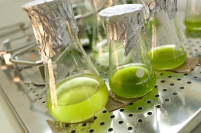 Green Alga Cultures