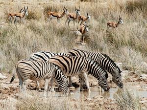 Droughts can force animals to converge around watering holes that remain, potentially creating opportunities for parasites to circulate.