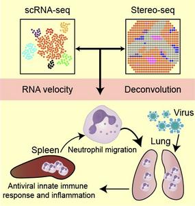 Working model demonstrated a spleen-to-lung neutrophil axis in antiviral defense through single-cell spatiotemporal mapping