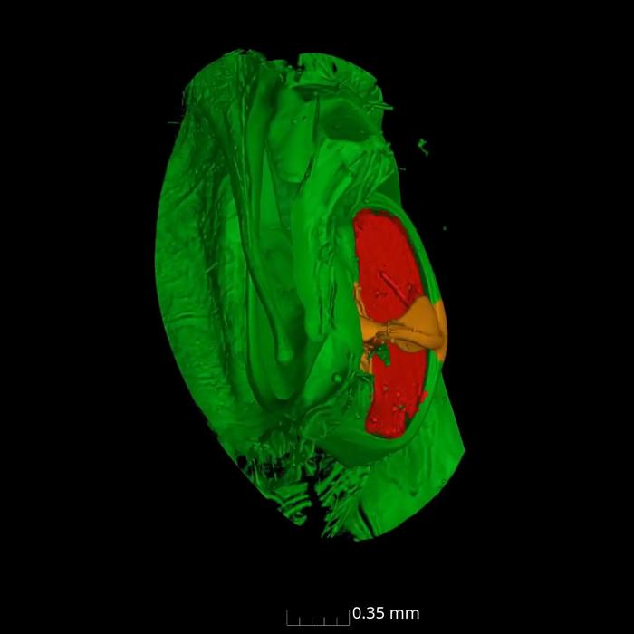 Milionia delicatula tympanal organ