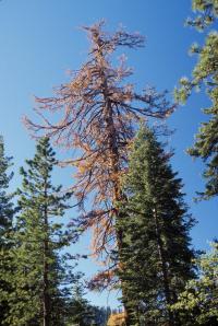 Sugar Pine Dies