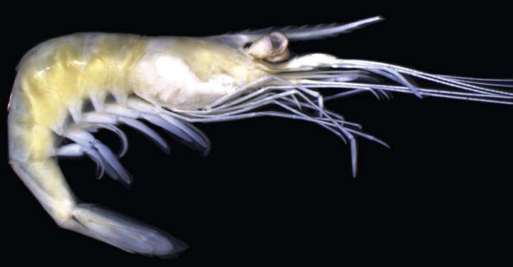 <i>Palaemon yuna</i>